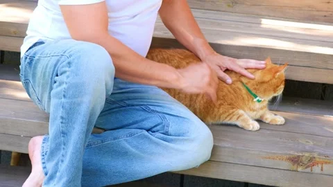 Cat1 Stock Footage 337546999