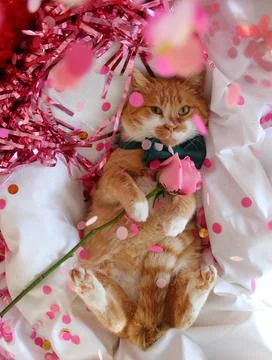 Cat1 Stock Photos