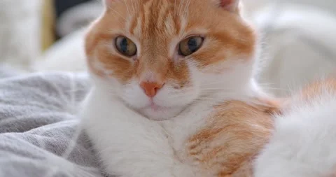 Cat(10) Stock Footage 233503111