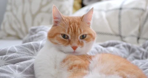 Cat(11) Stock Footage 233504015