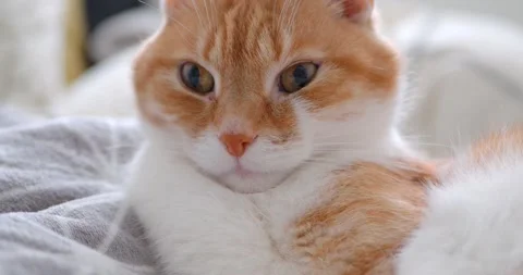 Cat(13) Stock Footage 233504003