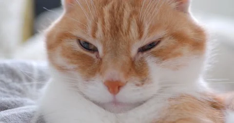 Cat(14) Stock Footage 233503903