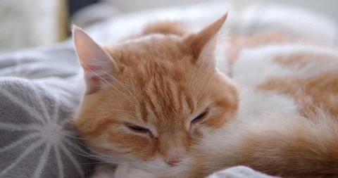 Cat(15) Stock Footage 233503999