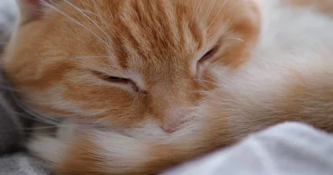 Cat(16) Stock Footage 233503998