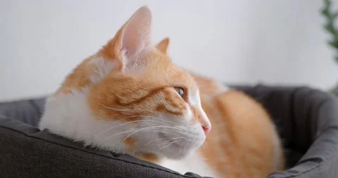 Cat(19) Stock Footage 233503085