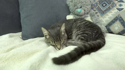 Cat19 Stockbeeldmateriaal 238775805