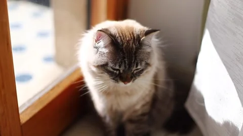 Cat2 Stock Footage 138562848