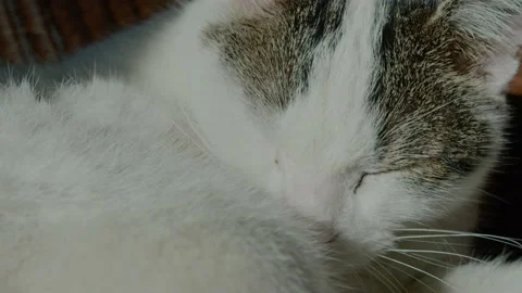 Cat2 Stock Footage