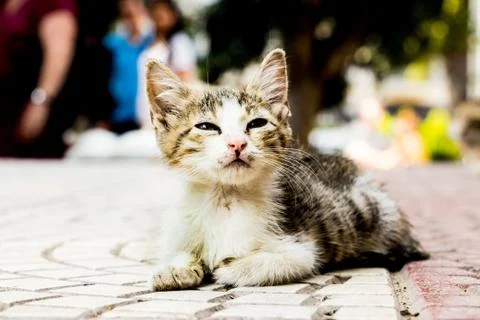 Cat2 Stock Photos