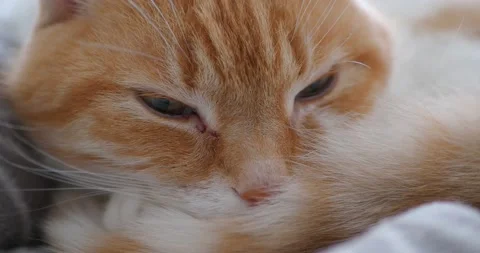 Cat(20) Stock Footage 233504056