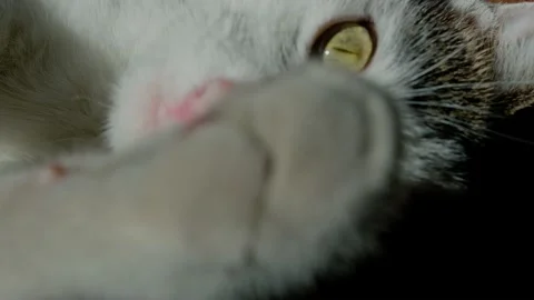 Cat3 库存影片 148940295