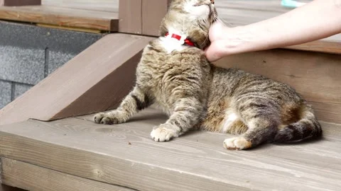 Cat3 Stock Footage 338410283