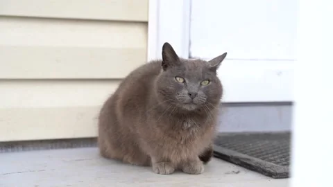 Cat4 Stock Footage 145312704