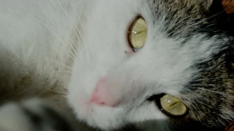 Cat4 库存影片 148940276