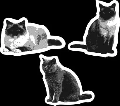 Cat4 Stock Illustration
