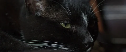 Cat6kcloseup 库存影片 116378547