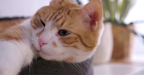 Cat(7) Stock Footage 233502778