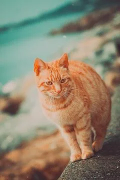 Cat_0115 Stock Photos