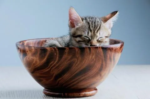 Cat_bowl Stock Photos