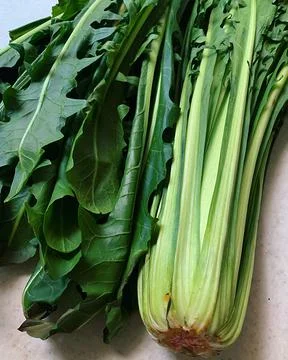 Catalan chicory Foto stock