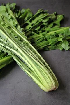 Catalan chicory Stock Photos