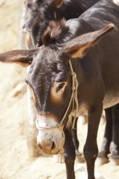 Catalan donkey Stock-Fotos