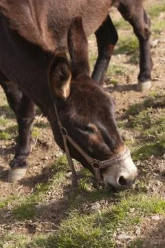 Catalan donkey Stock-Fotos