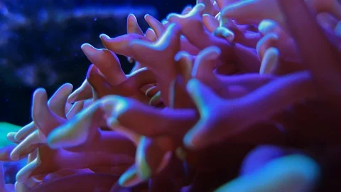 Catalaphyllia jardinei, footage tip elegance coral Stock Footage 106966355