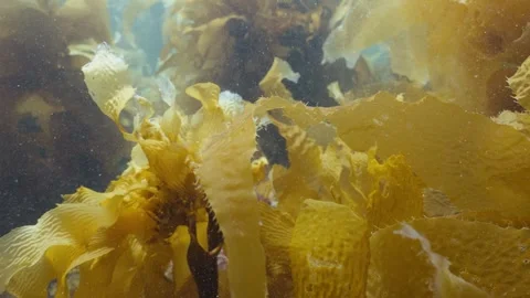 Catalina 03 Video stock 320441775