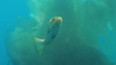 Catalina 07 Video stock 320560294