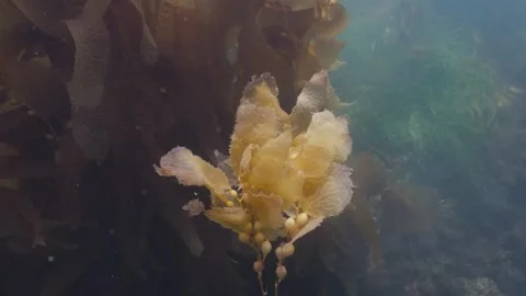 Catalina 08 Video stock 320441661