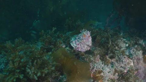 Catalina 19 Video stock 320507527