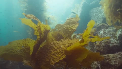 Catalina 22 Video stock 320441787