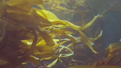 Catalina 66 Video stock 320441832