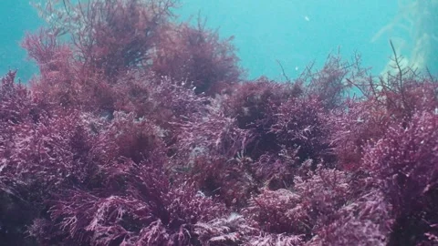 Catalina 78 Video stock 320441821