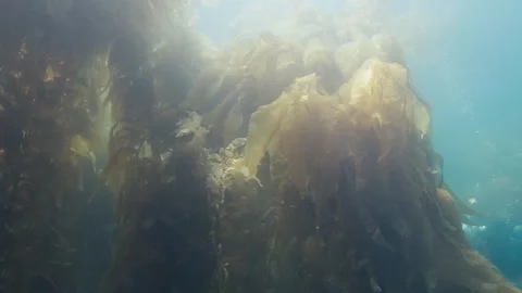 Catalina 80 Stock-Footage 320441480