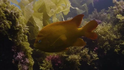 Catalina - Garibaldi fish Stock Footage 162796912