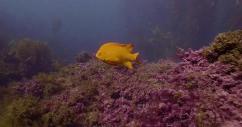 Catalina - Garibaldi fish Stock Footage 162800680