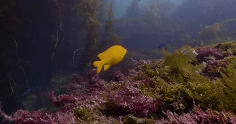 Catalina - Garibaldi fish Stock Footage 162800899