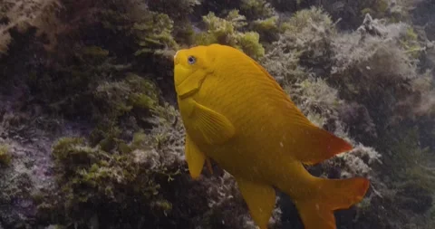 Catalina - Garibaldi fish Stock Footage 162801071