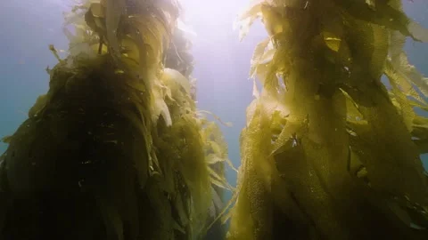 Catalina - Kelp forest with bubbles Stock Footage 162797121