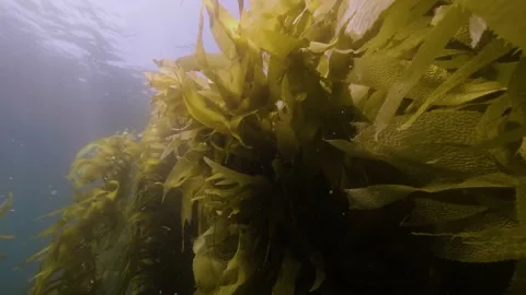 Catalina - Kelp forest Stock Footage 162796932