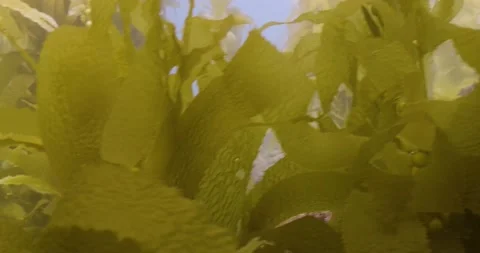 Catalina - Kelp forest Stock Footage 162801008