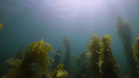 Catalina - Low angle of kelp forest Stock Footage 162797059