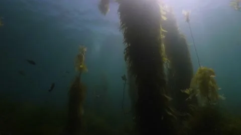 Catalina - Low angle of kelp forest Stock Footage 162797089