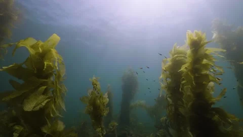 Catalina - Low angle of kelp forest while fish swim around Stock Footage 162797120