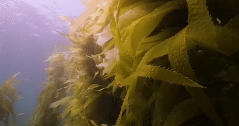 Catalina - Low angle of kelp forest Stock Footage 162800823