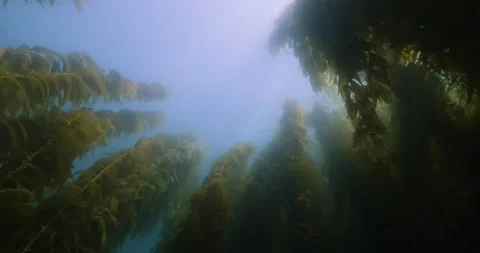 Catalina - Low angle of kelp forest Stock Footage 162801067
