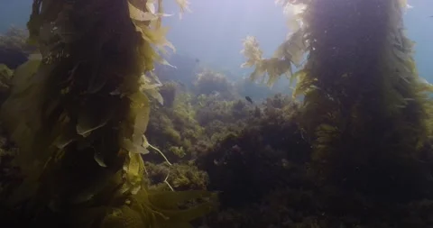 Catalina - Low angle of kelp forest Stock Footage 162801111