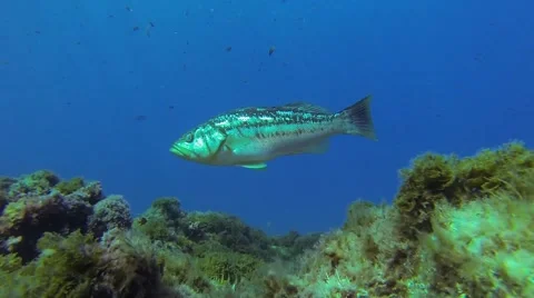 Catalina Reef Scene Stock Footage 55576373